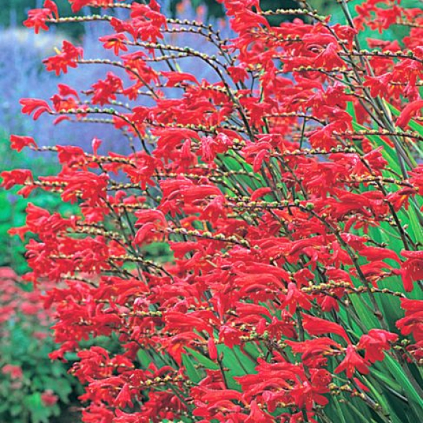 Crocosmia 'Emberglow'
