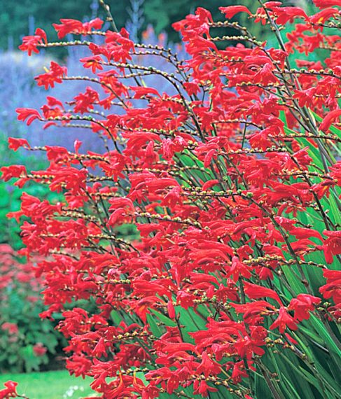 Crocosmia 'Emberglow'