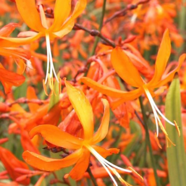 Crocosmia 'Golden Ballerina'
