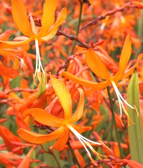 Crocosmia 'Golden Ballerina'