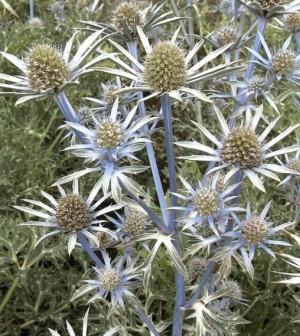 Eryngium bourgatii