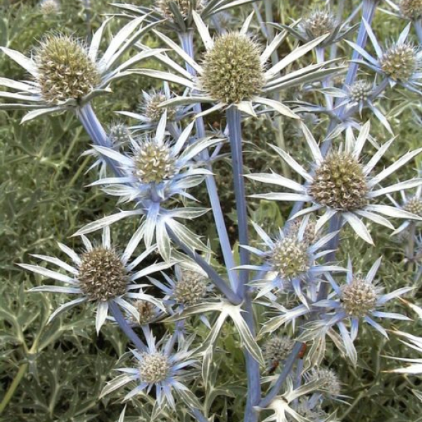 Eryngium bourgatii