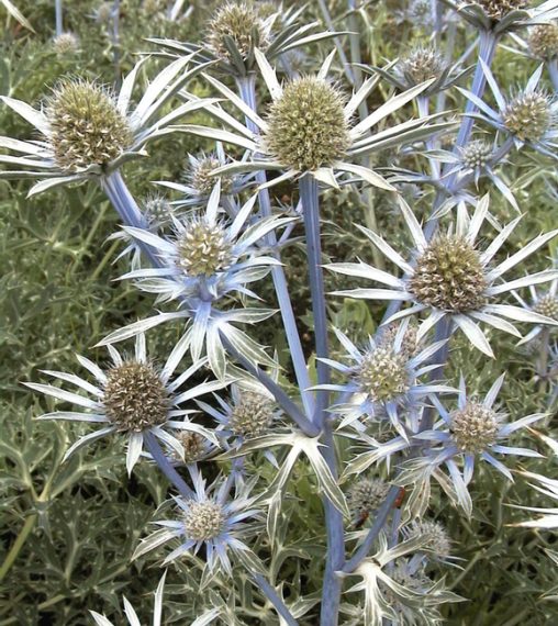 Eryngium bourgatii