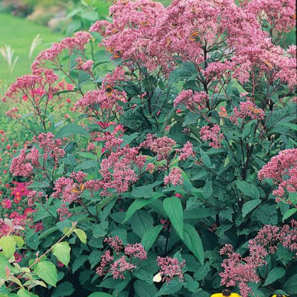 Eupatorium maculatum 'Gateway'