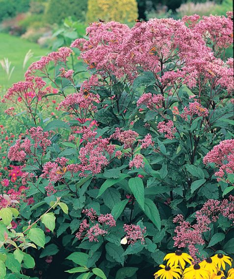 Eupatorium maculatum 'Gateway'
