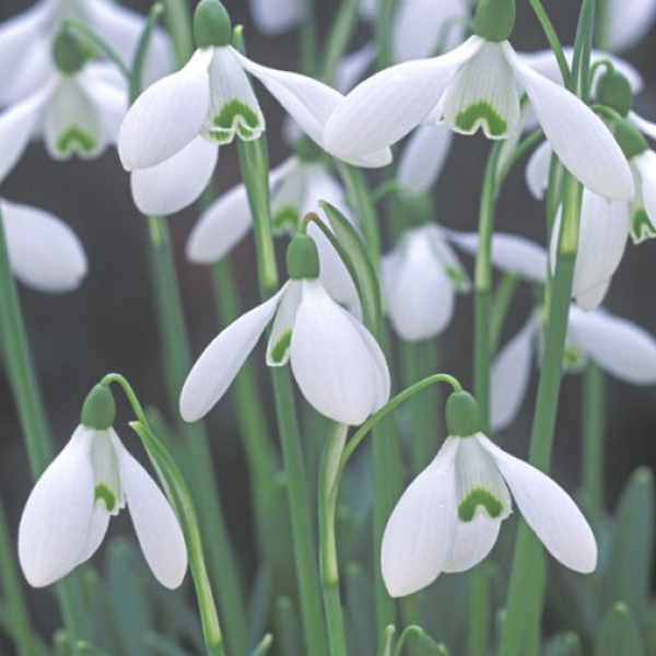 Galanthus S.Arnott