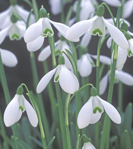Galanthus S.Arnott