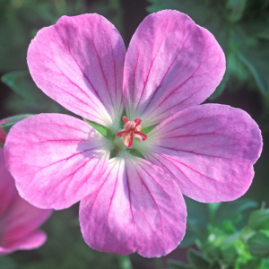 Geranium 'Mavis Simpson' AGM