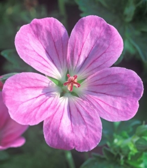 Geranium 'Mavis Simpson' AGM