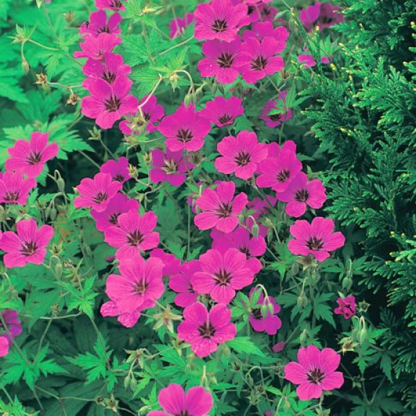 Geranium 'Patricia' AGM