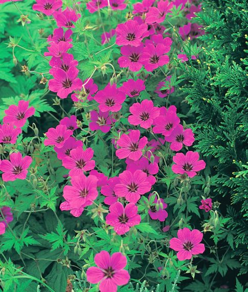 Geranium 'Patricia' AGM