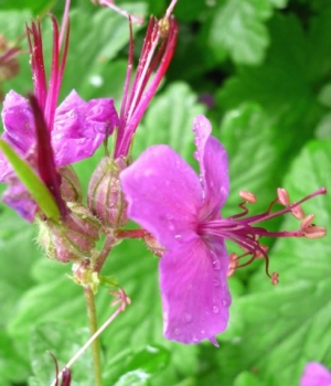 Geranium macrorrhizum 'Czakor'