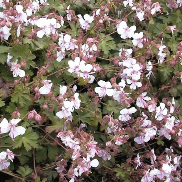 Geranium x cantabrigiense 'Biokovo'