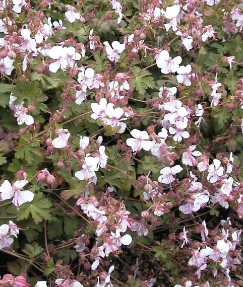 Geranium x cantabrigiense 'Biokovo'