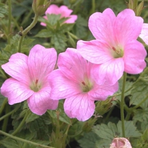 Geranium x o. 'Wargrave Pink'