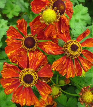 Helenium 'Baudirektor Linne' AGM