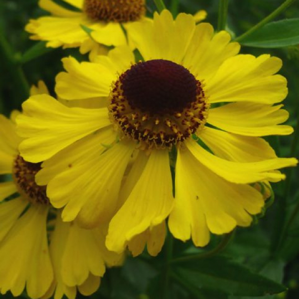 Helenium 'Bressingham Gold'