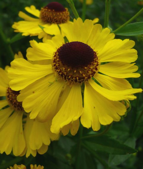 Helenium 'Bressingham Gold'