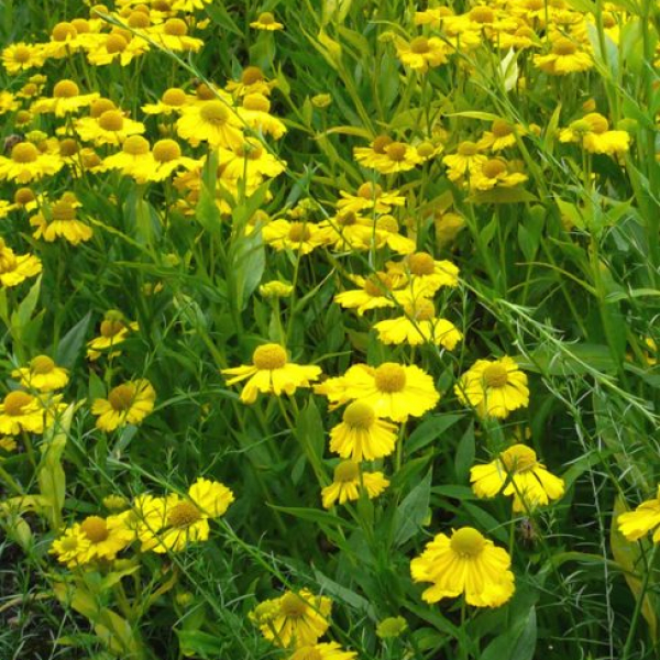 Helenium 'Butterpat' AGM