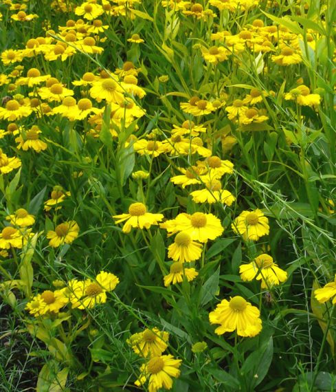 Helenium 'Butterpat' AGM