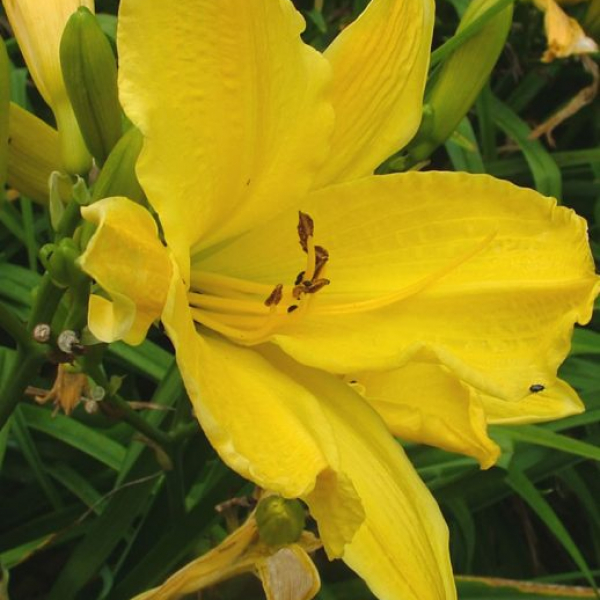 Hemerocallis 'Contessa'