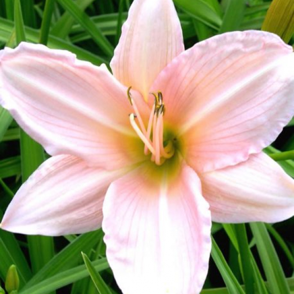 Hemerocallis 'Edna Spalding'