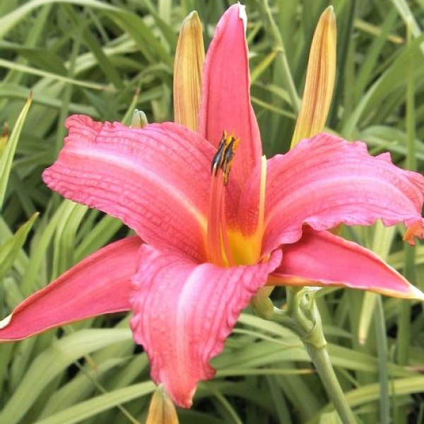 Hemerocallis 'Pink Damask' AGM