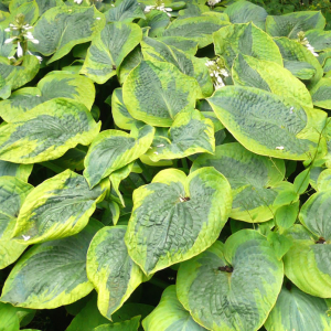 Hosta 'Frances Williams' AGM