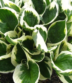 Hosta 'Patriot' AGM