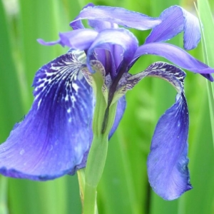 Iris delavayi 'Didcote'