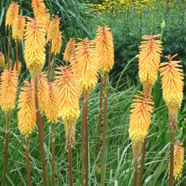 Kniphofia 'Bees's Sunset'
