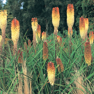 Kniphofia 'Cobra'