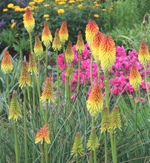 Kniphofia 'Royal Standard' AGM