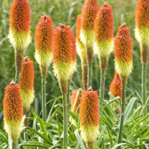 Kniphofia caulescens, Red Hot Poker. Perennial, September, early autumn. Plant portrait of a group of tall stemmed orange and yellow flowers.