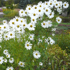 Leucanthemella serotina AGM
