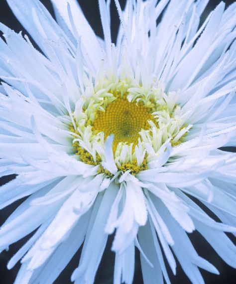Leucanthemum x superbum 'Aglaia' AGM