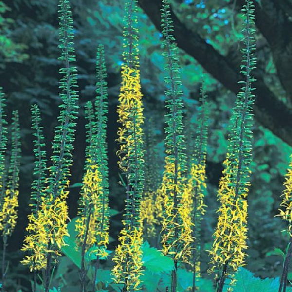 Ligularia 'The Rocket' AGM