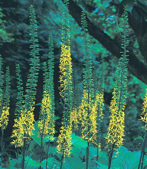 Ligularia 'The Rocket' AGM