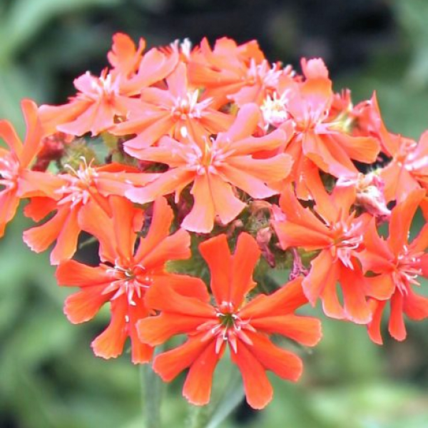 Lychnis chalcedonica AGM