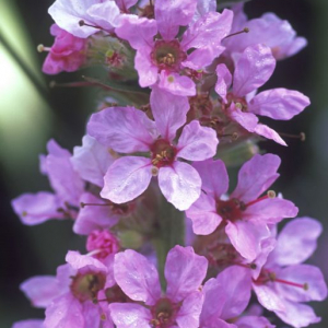 Lythrum salicaria 'Blush' AGM