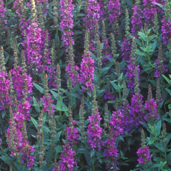 Lythrum salicaria 'Robert'