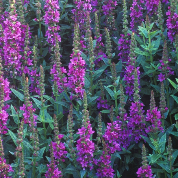 Lythrum salicaria Robert, Perennial, July.