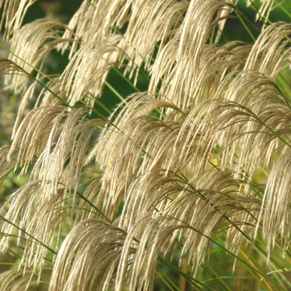 Miscanthus nepalensis