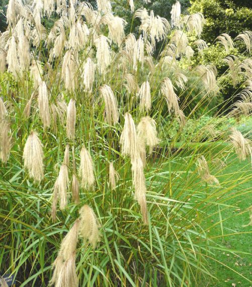 Miscanthus nepalensis