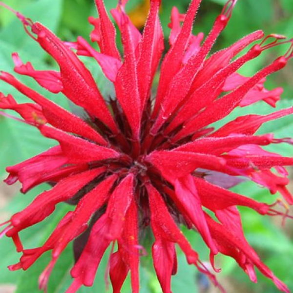 Monarda 'Jacob Cline'