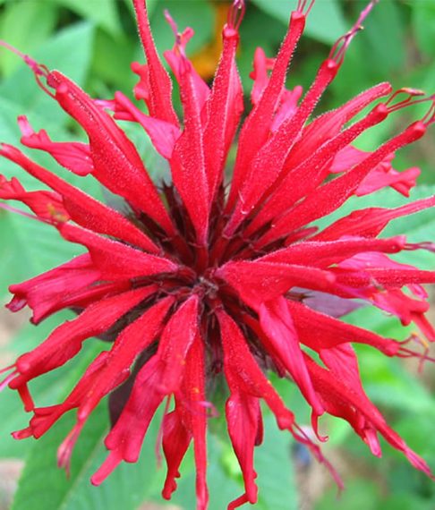 Monarda 'Jacob Cline'