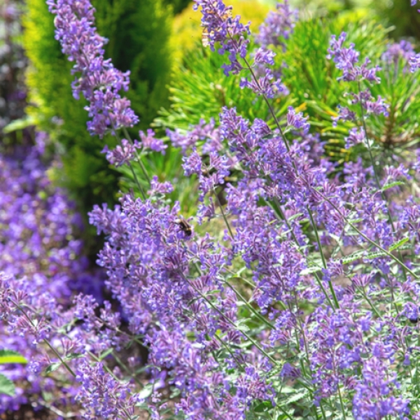 Nepeta grandiflora 'Summer Magic'