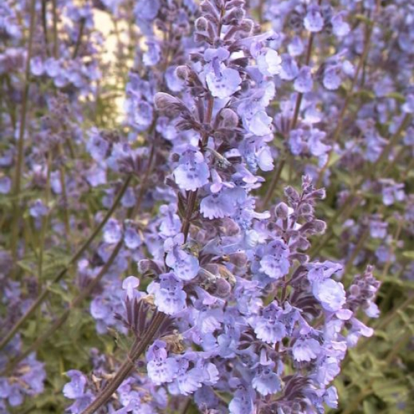 Nepeta racemosa 'Walker's Low' AGM