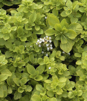 Origanum vulgare 'Thumble's Variety'