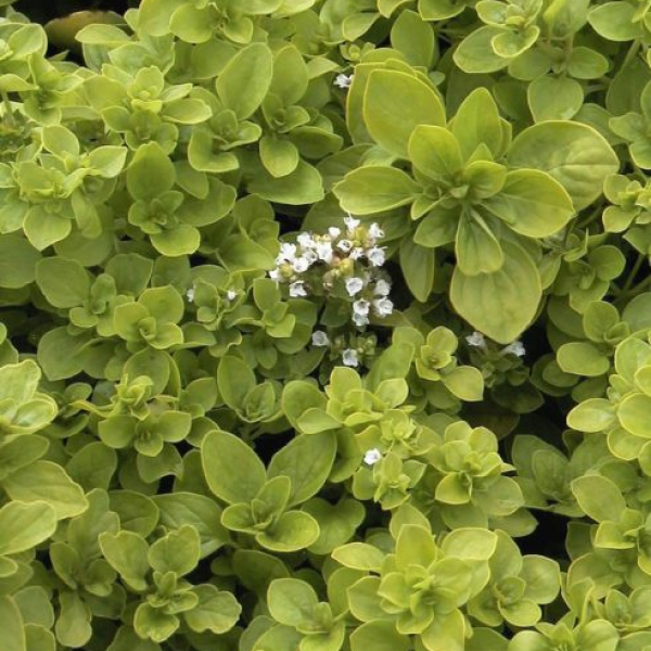 Origanum vulgare 'Thumble's Variety'